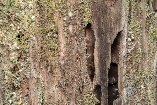 Natural Grey Old Tree Bark with lush Green Moss and Liches, natural background with moss photo