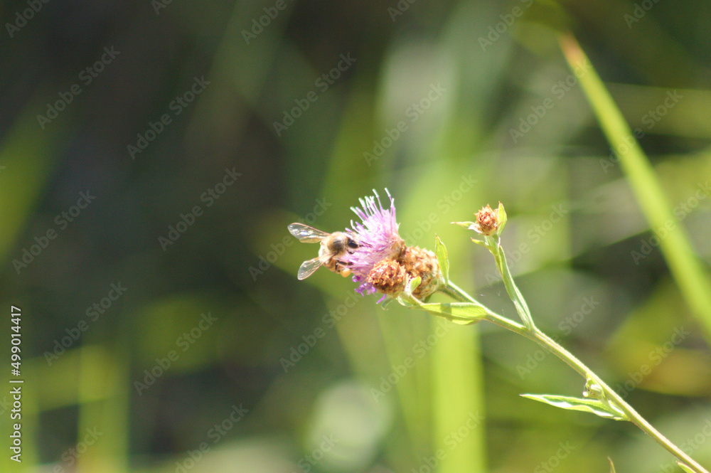 Closeup of bee pollinating a creeping thistle flower with blurred green plants on background Closeup of bee pollinating a creeping thistle flower with blurred green plants on background