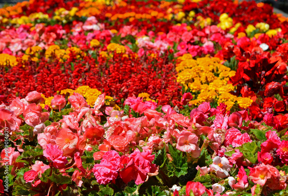 kolorowe, kwiaty, letnie, begonia bulwiasta, ukośnica begonia ×tuberhybrida, aksamitka, tagetes, dywan, kwiatowy, rabata, kwitnące, kwiaty, letnie, begonie, aksamitki, różowy, czerwony, żółty, pomarań - obrazy, fototapety, plakaty 