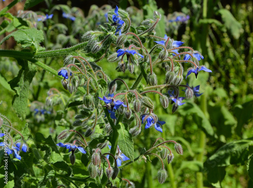 niebieskie kwiaty ogórecznik lekarski (Borago officinalis)