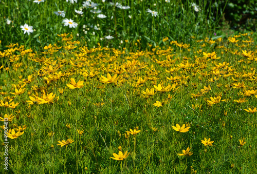 żółte kwiaty nachyłek okółkowy (Coreopsis verticillata)