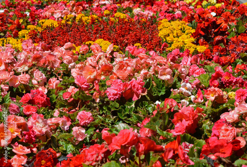 kolorowe kwiaty letnie, begonia bulwiasta, aksamitka i szławia błyszcząca (begonia ×tuberhybrida, tagetes, Salvia splendens), kolorowy dywan kwiatowy 
