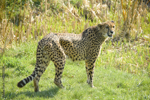 beautiful cheetah in a park