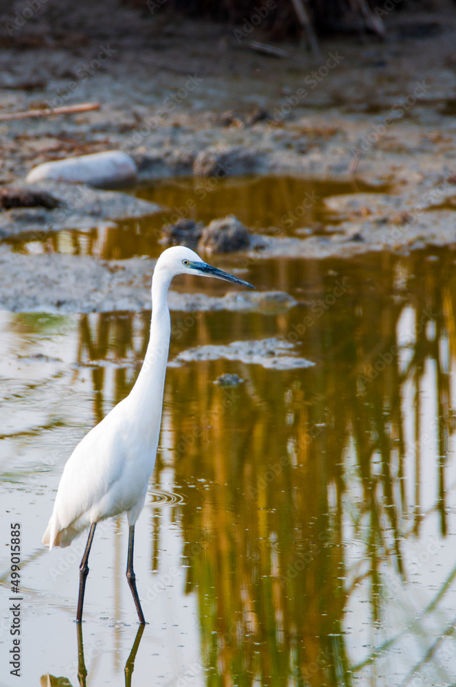 aigrette aigrette