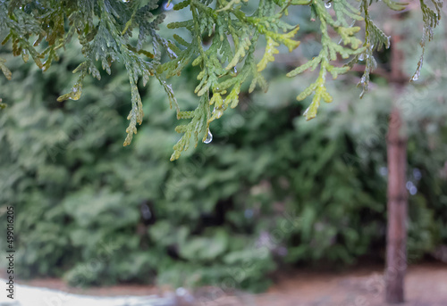 Thuja branches with a drop of rain.
Green leaves of Thuja close-up. Paws of Thuja branches. Soft green background, selective focus