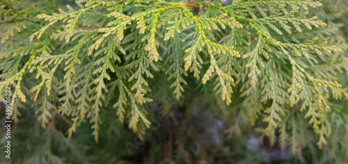 Thuja early spring new growth. Background with bright green Thuja tree close up.  Green leaves of Thuja close-up. Paws of Thuja branches. Soft green background, selective focus