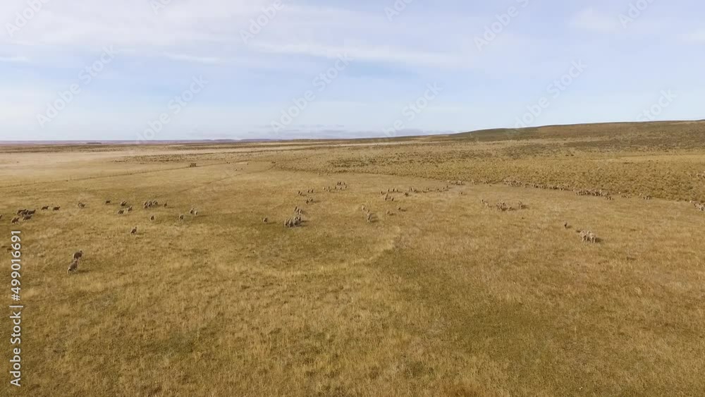 Rural scenics. Aerial view of a flock of sheep running and grazing in the farm yellow grassland. Rural scenics. Aerial view of a flock of sheep running and grazing in the farm yellow grassland.