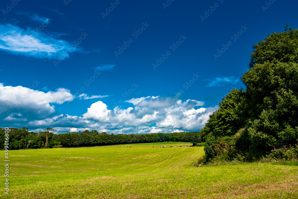 Feld in Irland