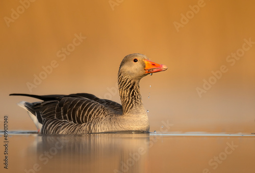 Greylag goose (Anser anser) in beautiful morning light