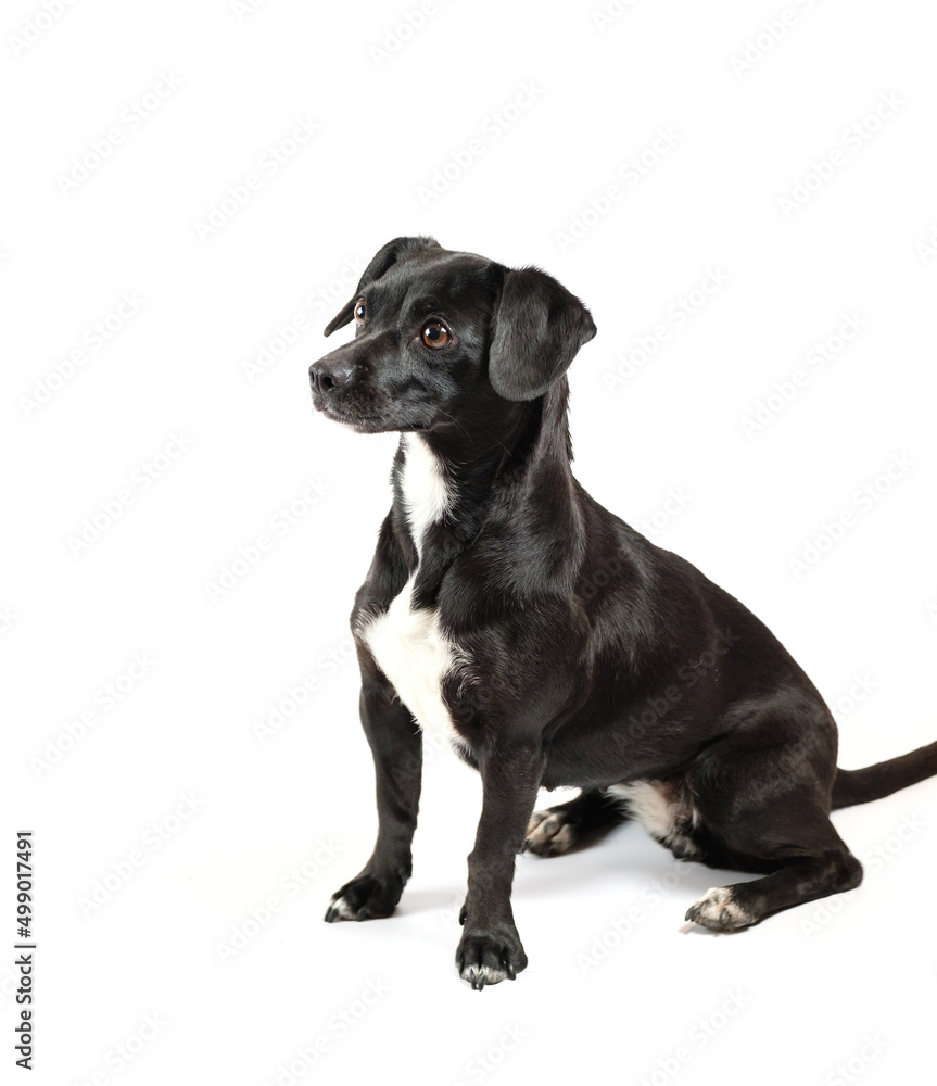 obedient small dog sitting and still on white isolated background