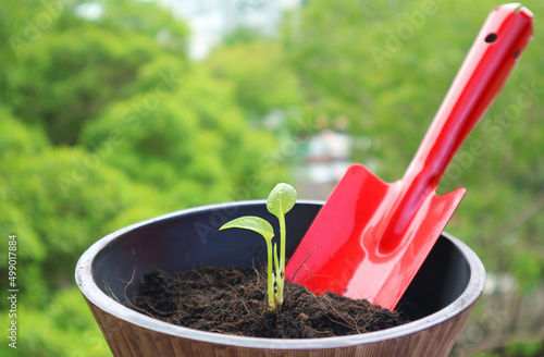 Closeup of tiny seedling in a pot with a red shovel in the backdrop