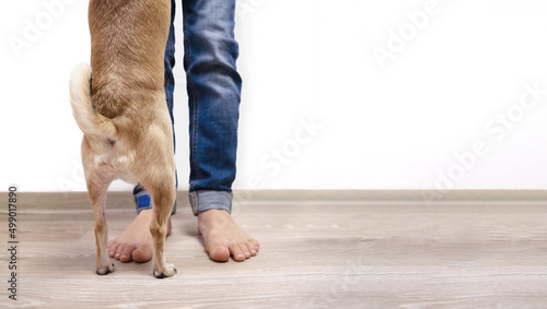 Small red dog stands on its hind legs near the boy. Chihuahua paws and bare feet of a child. Banner