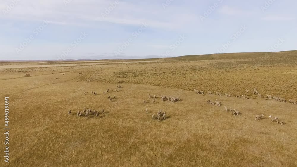 Industry. Aerial view of a herd of sheep running and grazing in the yellow grassland. Industry. Aerial view of a herd of sheep running and grazing in the yellow grassland.