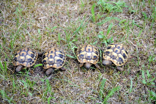 Schildkröten im Gehege photo