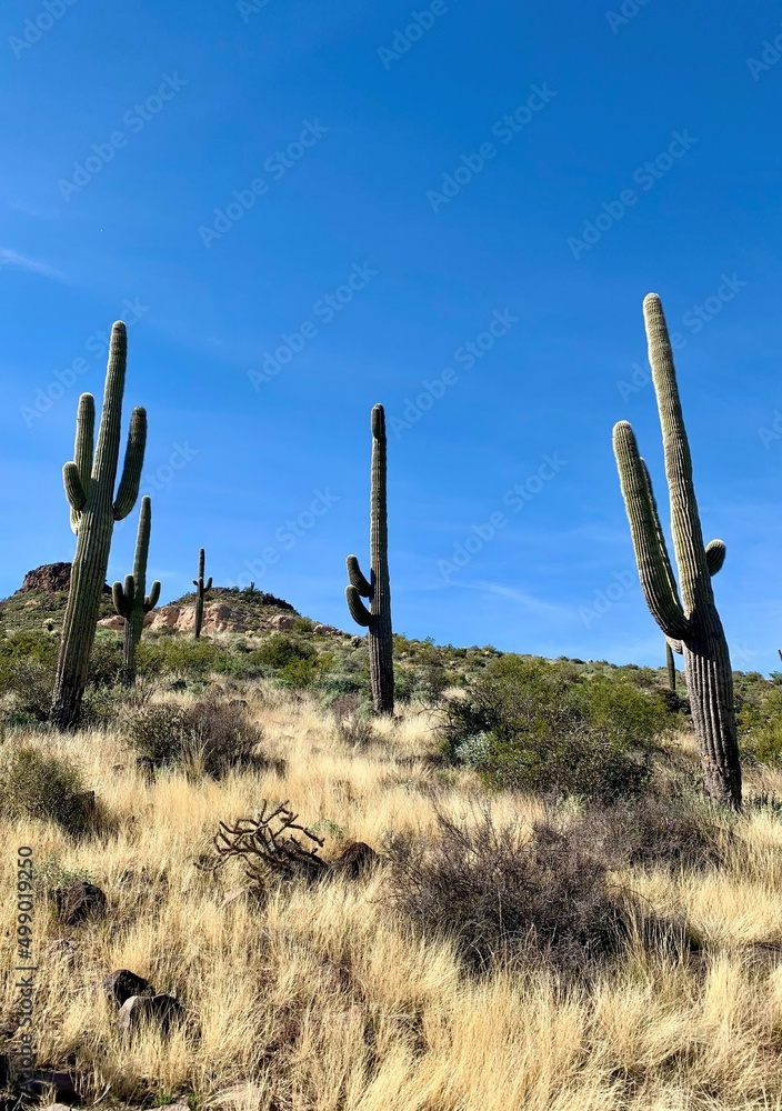 Saguaro cactus in the Arizona Sonoran Desert Brown's Mountain Trail area. 