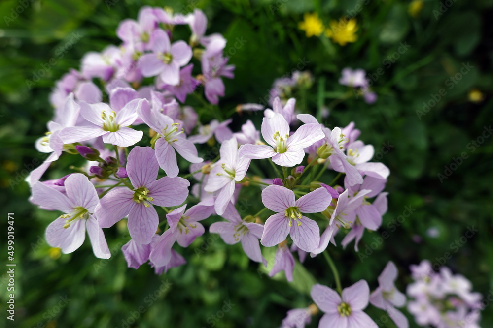 Wiesenschaumkraut, Wiesen-Schaumkraut (Cardamine pratensis) Wiesenschaumkraut, Wiesen-Schaumkraut (Cardamine pratensis)