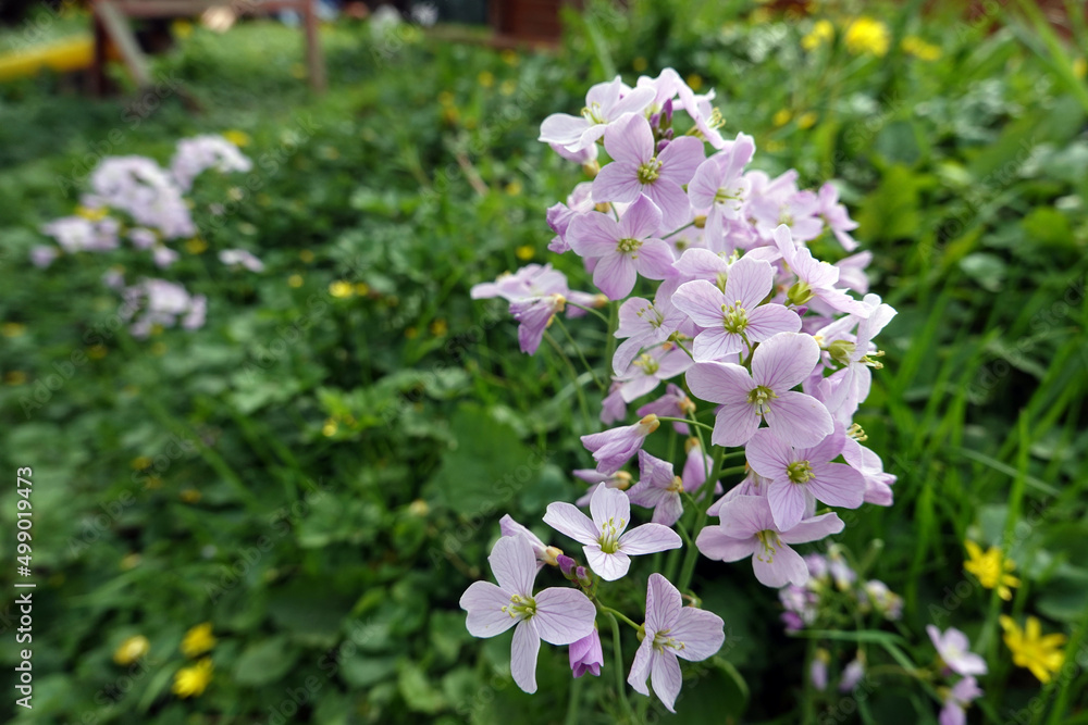 Wiesenschaumkraut, Wiesen-Schaumkraut (Cardamine pratensis)