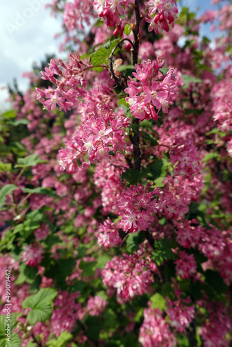 Blut-Johannisbeere (Ribes sanguineum)  - blühender Strauch photo