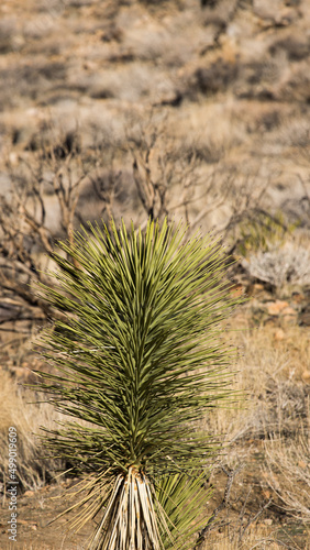 Plants in the desert