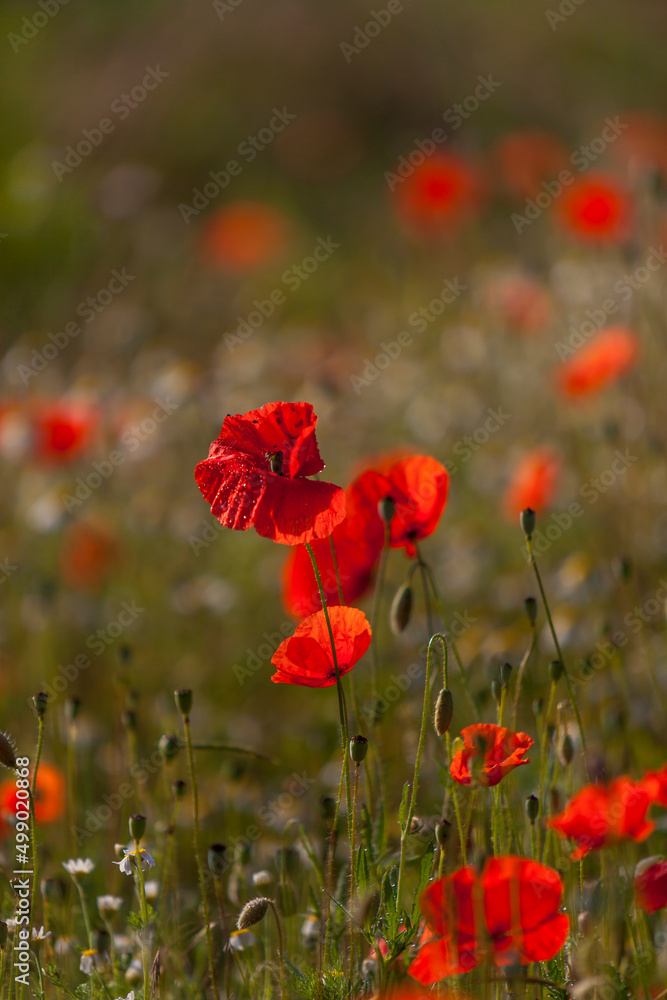 Fototapeta premium Klatschmohn mit Tautropfen