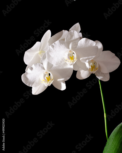 A branch of a blooming white orchid on a black background, backlit. selective focus