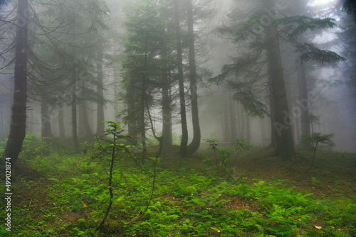 fog in the forest © ahmet