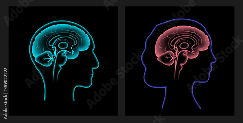 Brain 3D anatomy