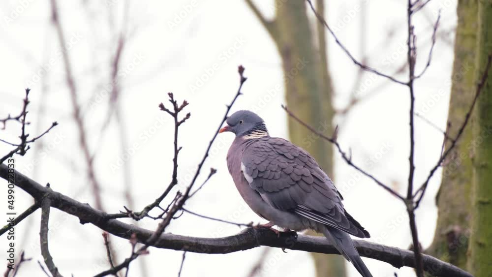 wild wood pigeon, Columba palumbus sitting in forest on branch of marsh oak Quercus palustris, concept ornithology, birds of Germany, fauna natural zones temperate zone of europe, nature protection wild wood pigeon, Columba palumbus sitting in forest on branch of marsh oak Quercus palustris, concept ornithology, birds of Germany, fauna natural zones temperate zone of europe, nature protection