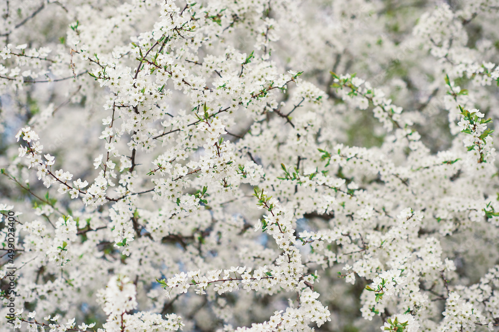 Nature background of blossoming pink apple or cherry flowers Nature background of blossoming pink apple or cherry flowers