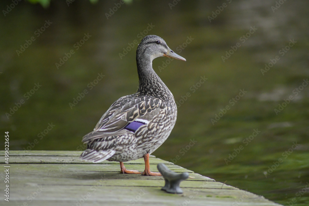 Fototapeta premium Duck on Dock