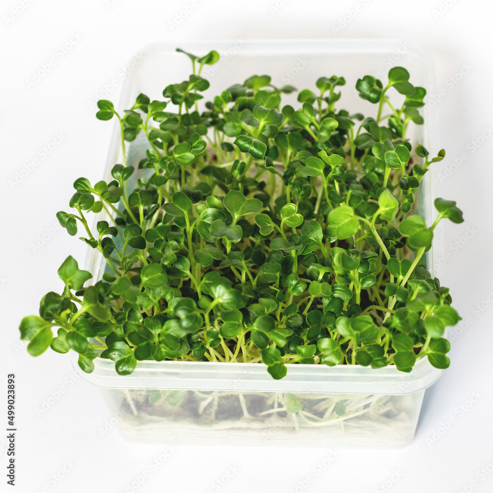 Daikon radish sprouts micro-greens in transparent plastic. rectangular shape, vegan healthy food, healthy eating concept on a light background Daikon radish sprouts micro-greens in transparent plastic. rectangular shape, vegan healthy food, healthy eating concept on a light background