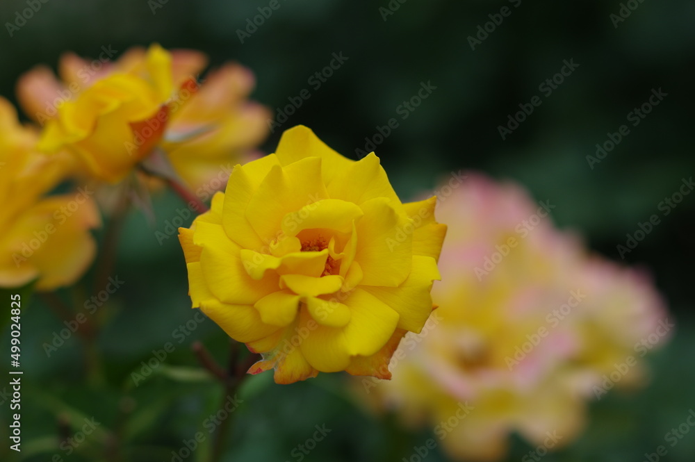 Obraz premium 太陽の光を浴びて咲き誇るバラ園の気品漂う黄色い薔薇の花