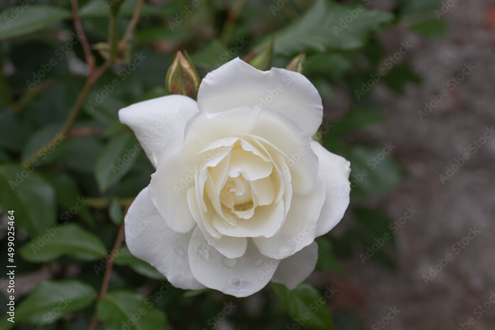 White rose with rain droplets. Close-up picture of a single flowers with dew drops on the petals. White rose with rain droplets. Close-up picture of a single flowers with dew drops on the petals.