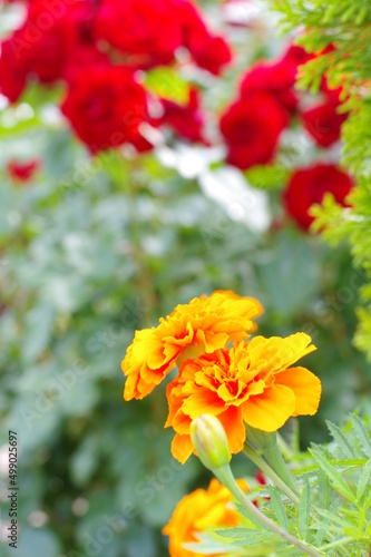 太陽の光を浴びて咲き誇るバラ園の気品漂うオレンジ色の薔薇の花