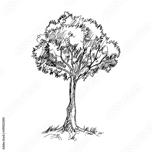 Hand drawn tree isolated on white background. vector illustration.