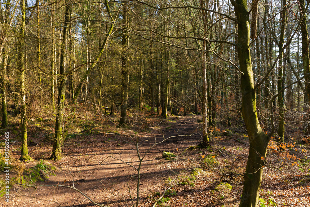 Obraz premium Trail in the woods.