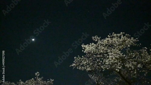 夜桜