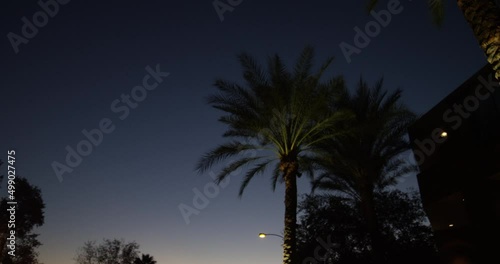 Palm trees and street lights at twilight   photo