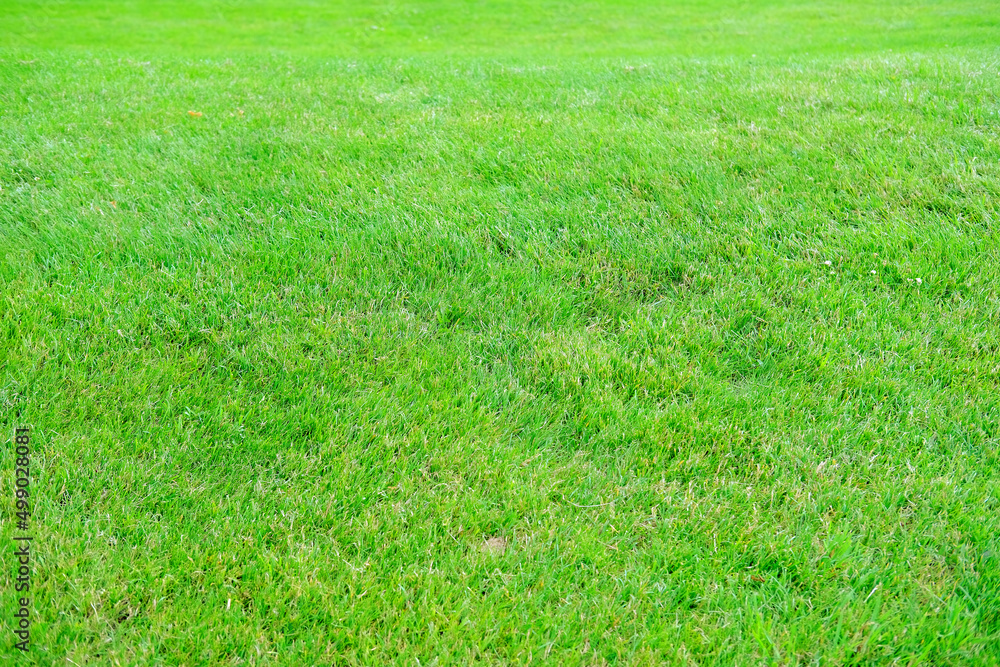 beautiful summer landscape, green fields, mowed lawn for ornamental landscaping, forest behind the hill, the concept of beauty of nature, preservation of ecology, hay time beautiful summer landscape, green fields, mowed lawn for ornamental landscaping, forest behind the hill, the concept of beauty of nature, preservation of ecology, hay time