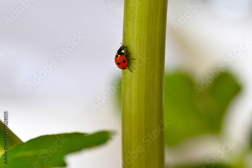 Ladybug Celery Stem 01 © C Vincent Ferguson