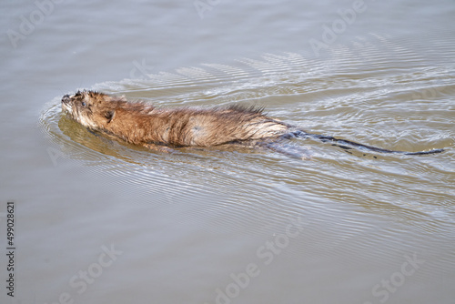 muskrat swims across the pond on a sunny day in spring