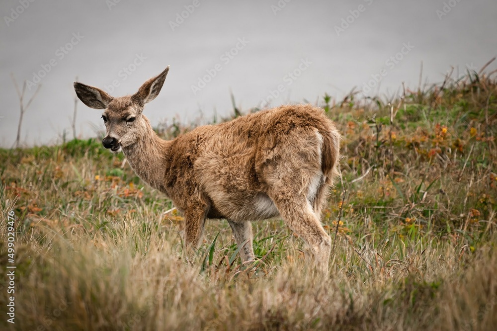 deer in the field deer in the field
