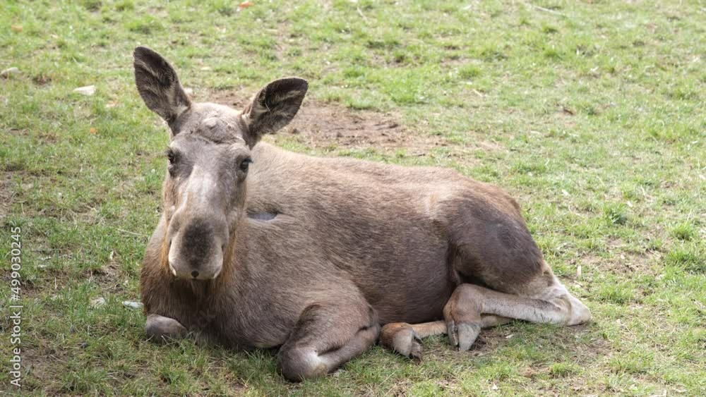 elk moose alces relaxing on grass Prague zoo elk moose alces relaxing on grass Prague zoo