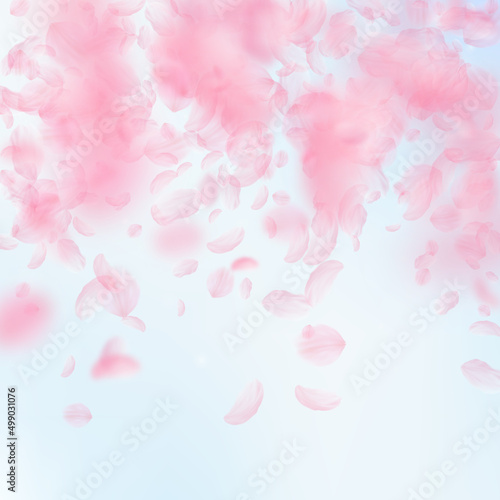 Carta da parati il sakura - Carta da parati Sakura petals falling down. Romantic pink flowers falling rain. Flying petals on blue sky square background. Love, romance concept. Extraordinary wedding invitation.