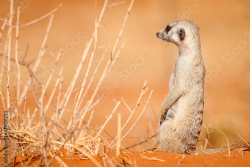 Foto A meerkat sits on the sand in the Kalahari Desert, Namibia.