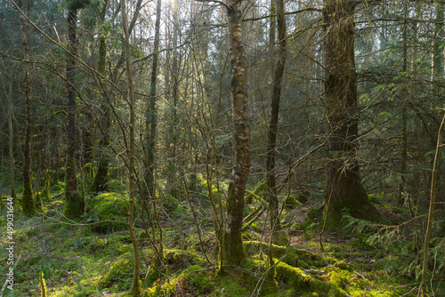 Afternoon in the woods.