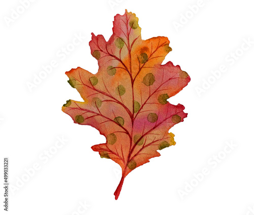 watercolor hand painted red orange oak leaf. Autumn forest mood illustration 