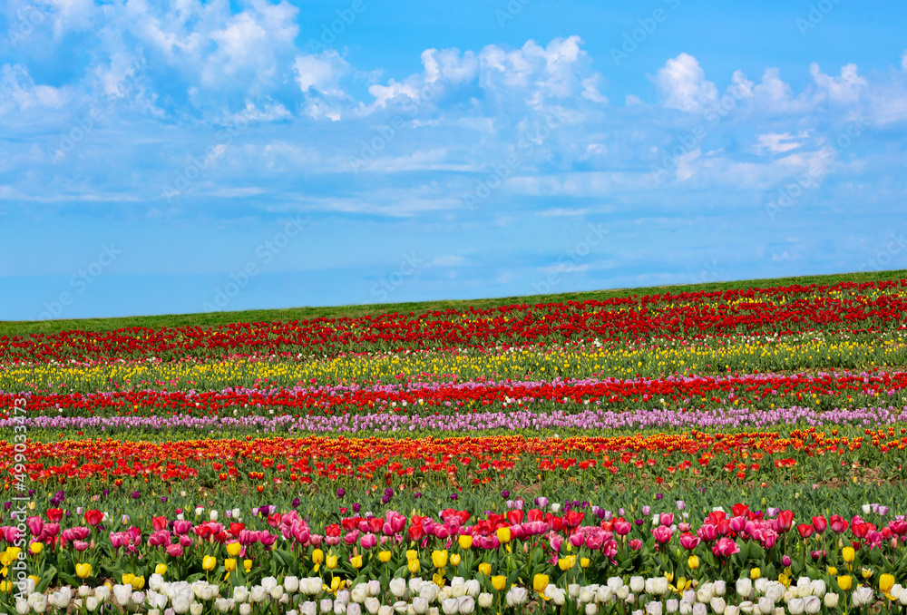 Rows of multi-colored tulips blooming in Virginia USA with copy space