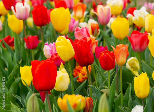 Fototapeta Naklejka Na Ścianę i Meble -  Multi-colored spring tulips in full bloom