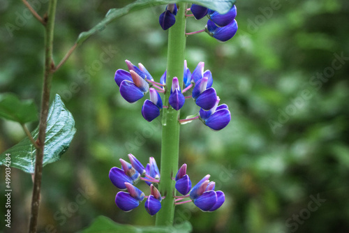 Blue flower